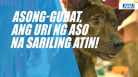 iyot sa pwet|Sa Gubat Dinonselya Ang Masikip na Kweba ni Maria (Iyot sa Pwit).